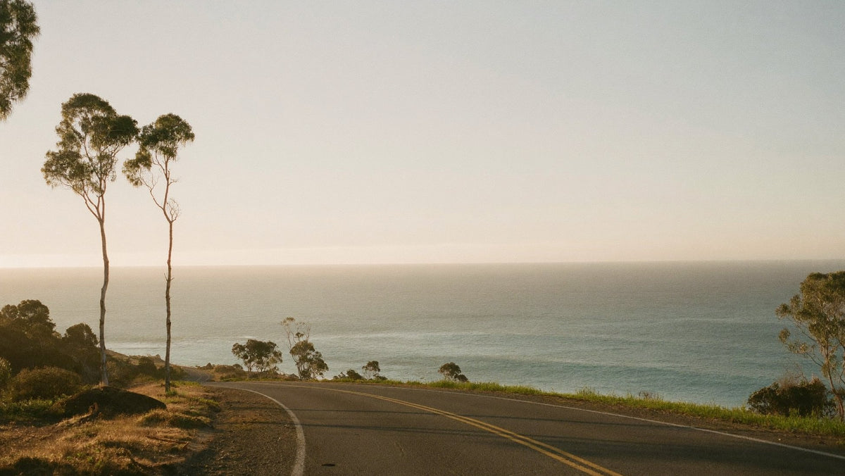 Australian coastal road at dawn between eucalyptus trees